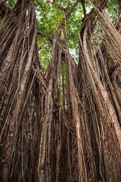 Grote banyanboom in India