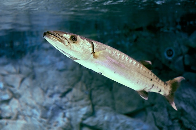 Grote barracuda is een grote roofvis met roggenvin die wordt aangetroffen in subtropische oceanen over de hele wereld