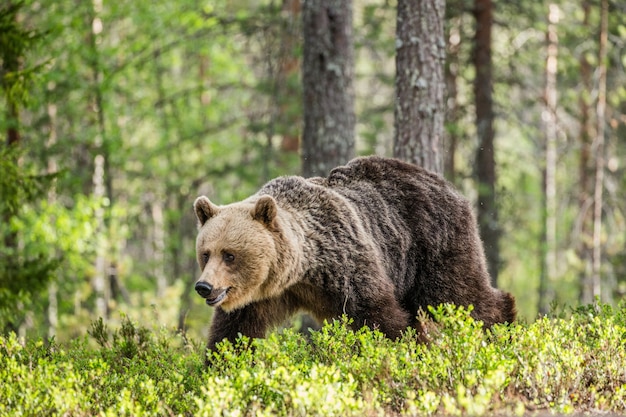 Grote beer tussen de bomen aan de rand van het bos