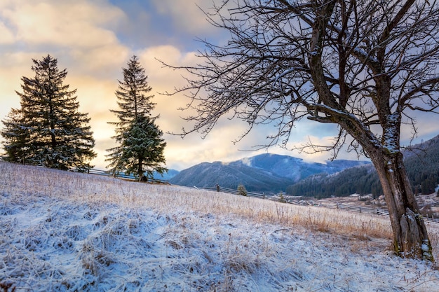 Grote besneeuwde bomen en bergketen winterlandschap Oekraïne