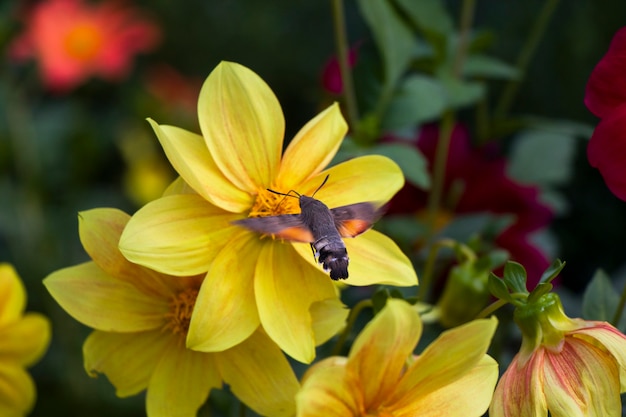 Grote bijen vliegen op het hoofd van de bloem, plant. Insecten wild leven.