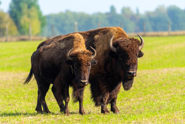 Grote bizon in de natuurxA