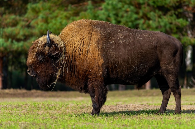 Grote bizon in de natuurxA