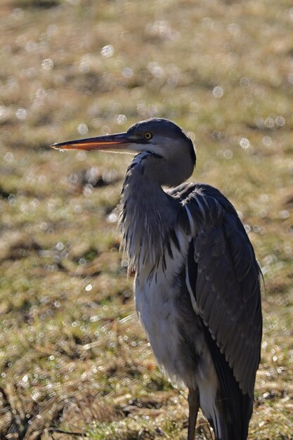 Grote blauwe reiger ardea cinerea