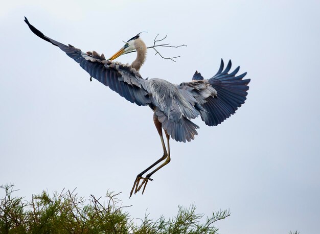 Foto grote blauwe reiger arriveert met nestmateriaal