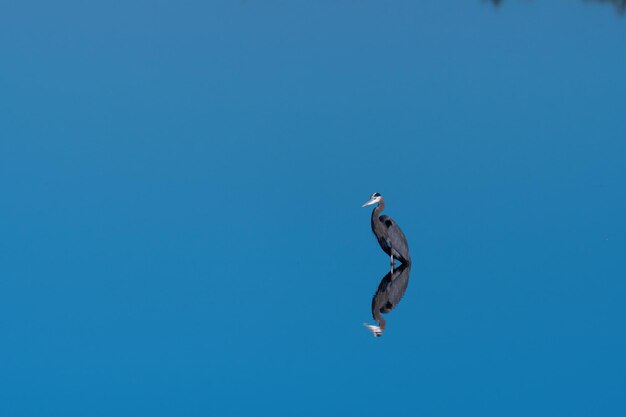 Foto grote blauwe reiger die over zijn weerspiegeling in het glazen gladde water van een meer staat