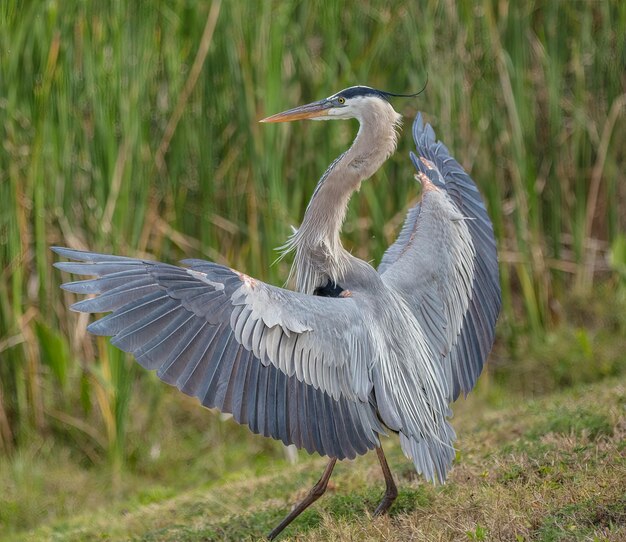 Foto grote blauwe reiger landt aan de oevers van de wetlands