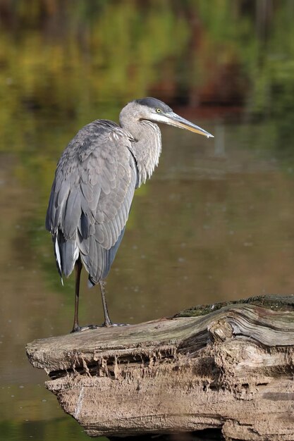 Foto grote blauwe reiger