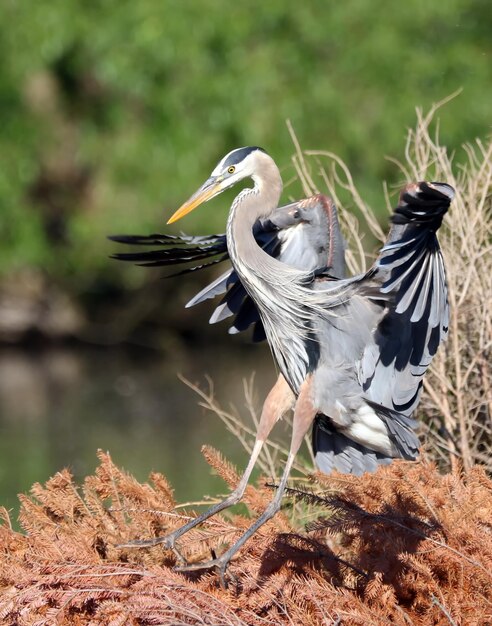 Foto grote blauwe reiger