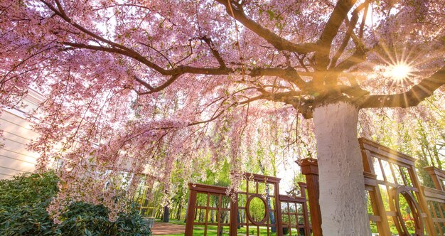 Grote bloeiende sakura in het park, onderaanzicht. De zonnestralen schijnen door de takken van de boom.