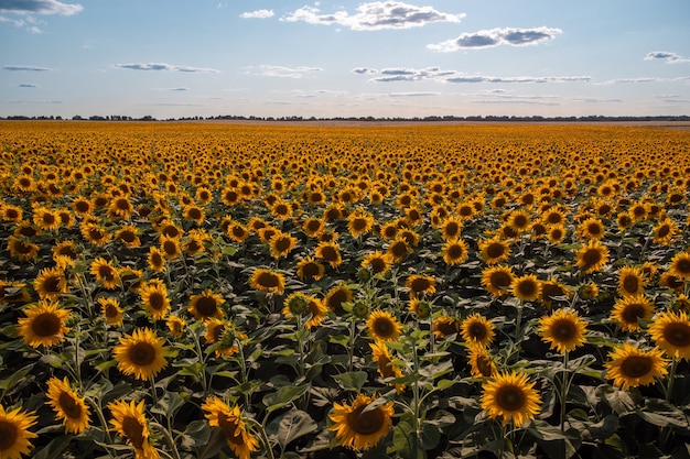 Grote bloeiende zonnebloemen op landbouwgebied