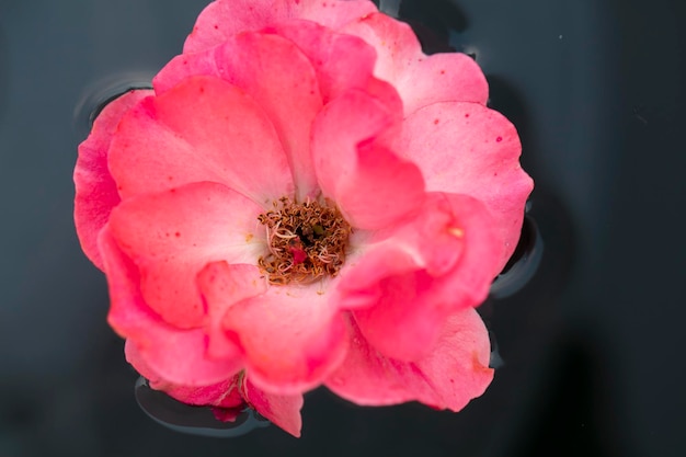 Grote bloem van open rode rozenbottels in water