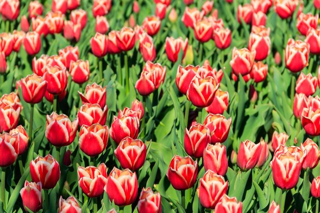 Foto grote bloembed van roze tulpen in het park in de lente