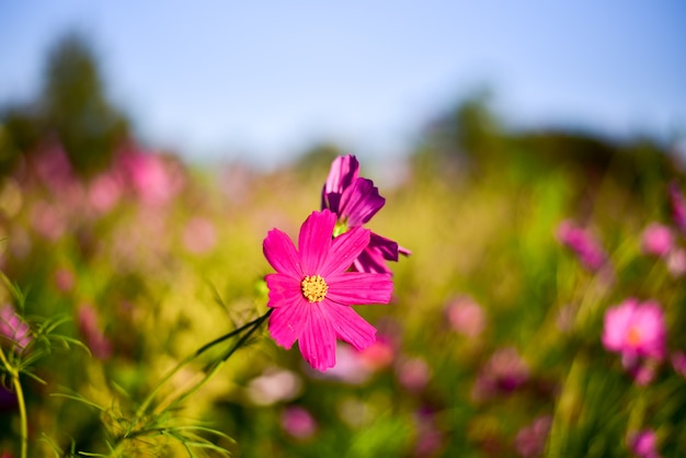 Grote bloemblad roze bloem op bluesky