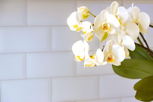 Grote bloemen van witte orchidee op een lichte ondergrond Phalaenopsis