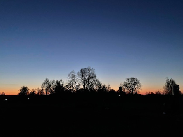 Grote bomen in de vroege ochtend