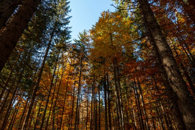 Grote bomen in het zonlicht in het herfstbos