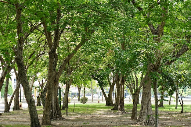 Grote bomen zorgen voor schaduw in het park