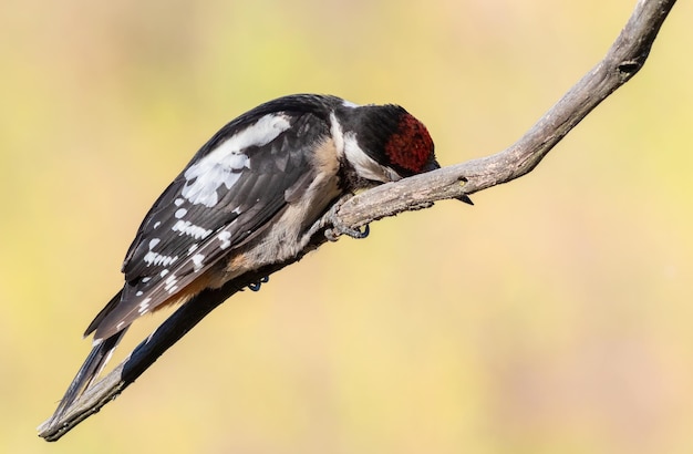 Grote bonte specht Dendrocopos major Een jonge vogel die met zijn snavel tegen een tak strijkt