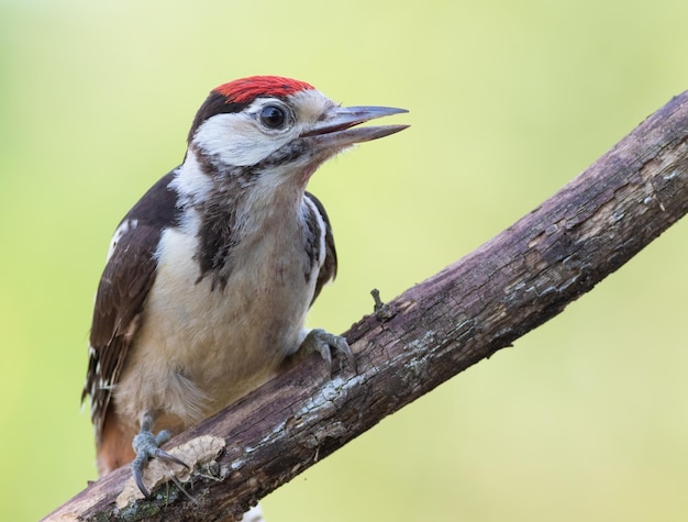 Grote bonte specht Dendrocopos major Een jonge vogel zit op een tak op een wazige achtergrond