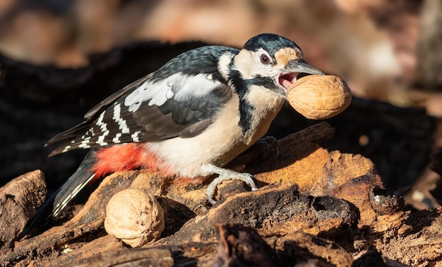 Grote bonte specht Dendrocopos major Het mannetje houdt een walnoot in zijn snavel