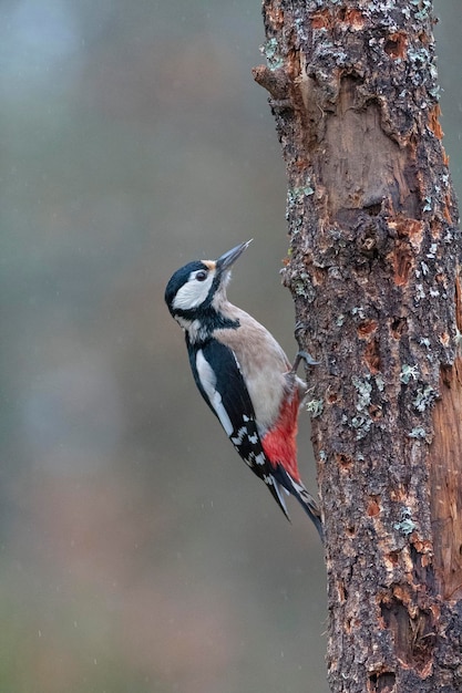 Grote bonte specht (Dendrocopos major) Leon, Spanje