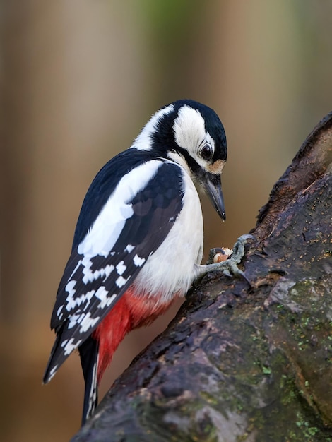 Grote bonte specht Dendrocopos major