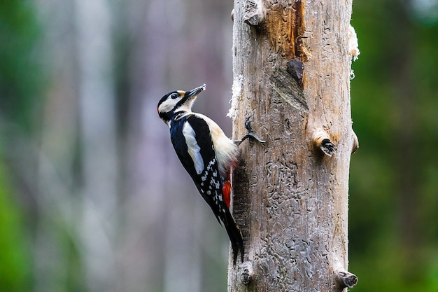 Grote Bonte Specht in een de lentebos