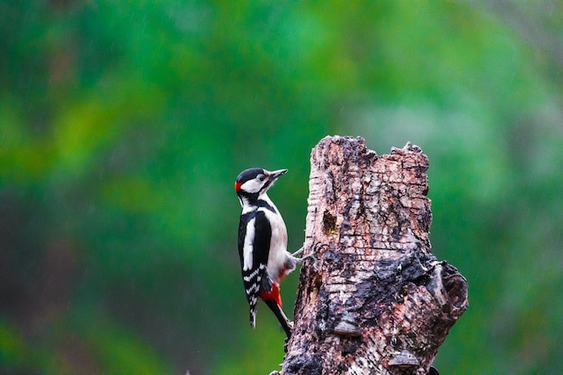 Grote bonte specht in een de lentebos