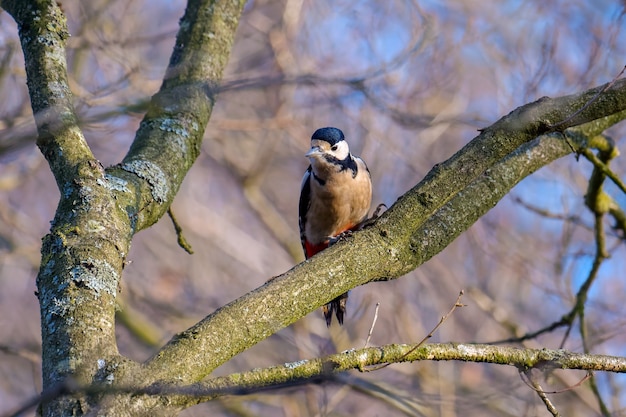 Grote bonte specht in natuurlijke habitat