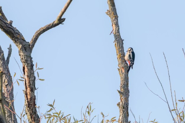 Grote bonte specht op boom Dendrocopos major