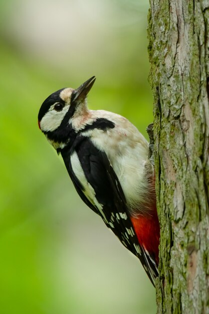 Grote bonte specht zittend op een boom in het bos