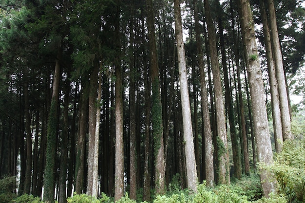 Grote boom bij alishan nationaal parkgebied in taiwan