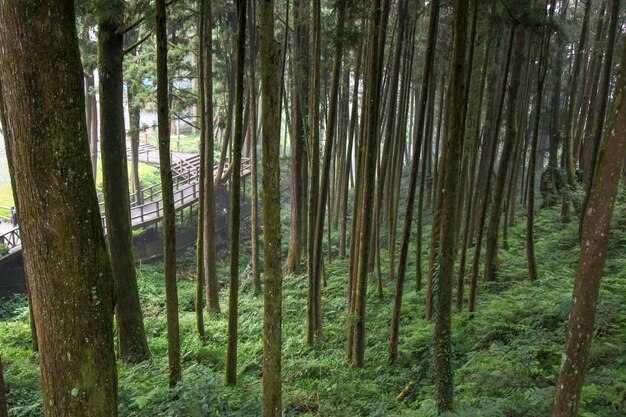 Grote boom bij nationaal het parkgebied van Alishan in Taiwan.