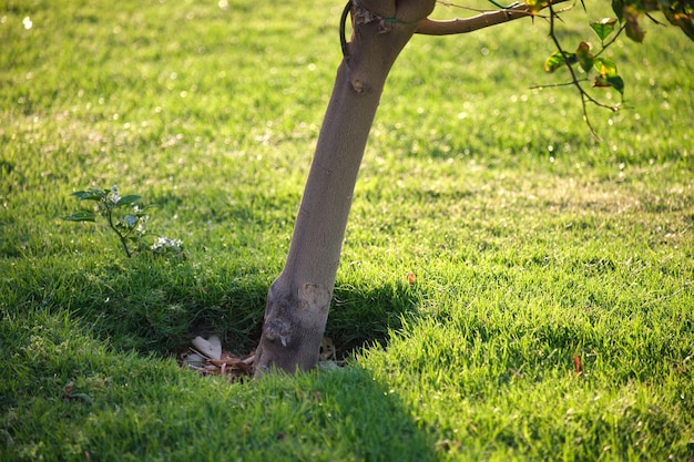 Grote boom groeit in groen zweepgras Landbouw en tuinieren