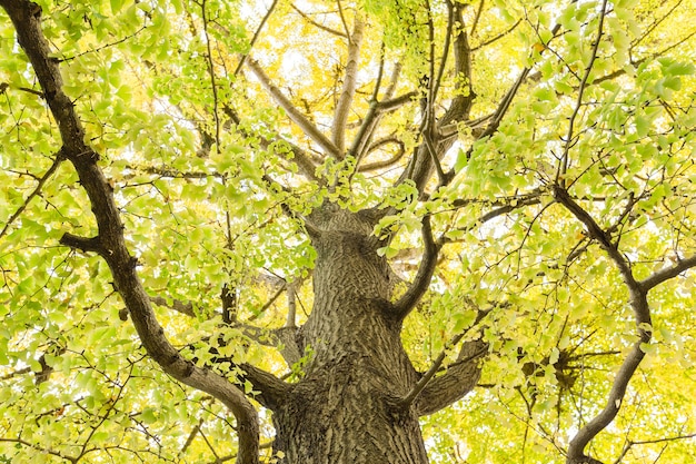 Grote boom in de herfst