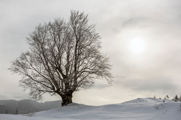 Grote boom in diepe sneeuw