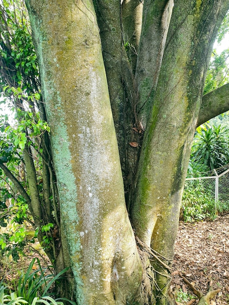 Grote boom in het park