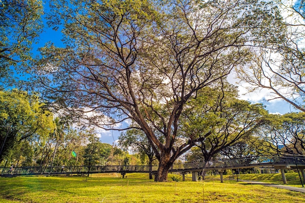 grote boom in park