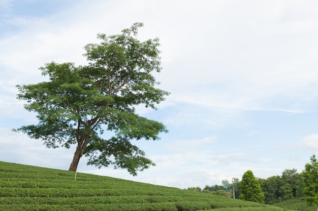 grote boom in theeplantage