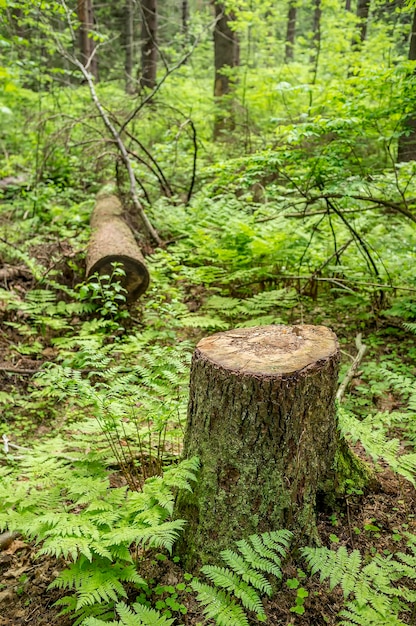 Grote boom is gekapt in de ontbossing van het bospark