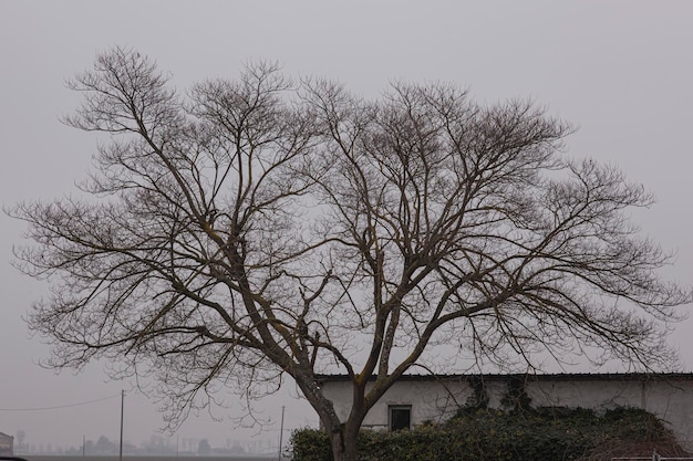 Grote boom met kale takken in de winter