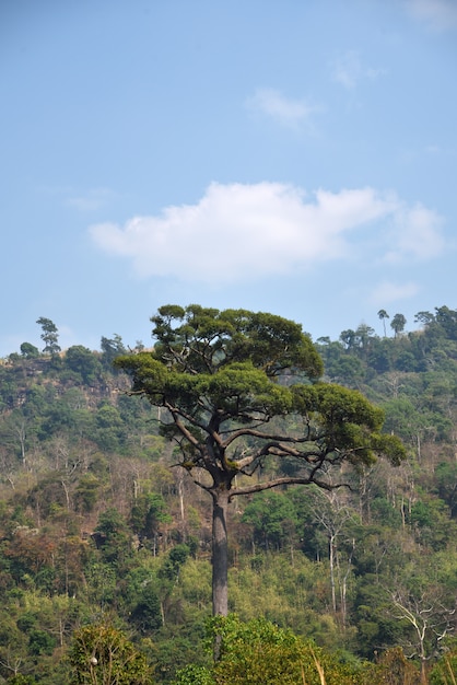 Grote boom op berg en hemelachtergrond