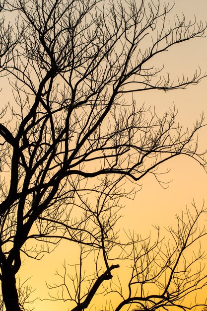 Grote boom silhouet zonsondergang hemelachtergrond