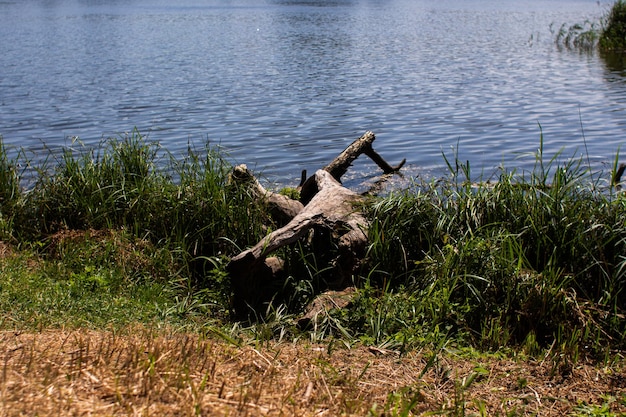 Grote boomstam op het meer in het bos