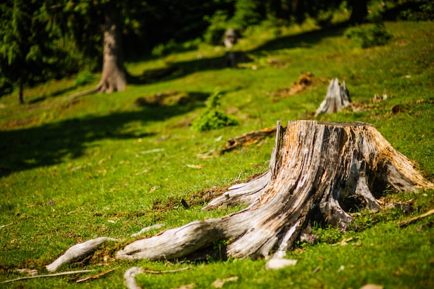 Grote boomstronk in zomer bos