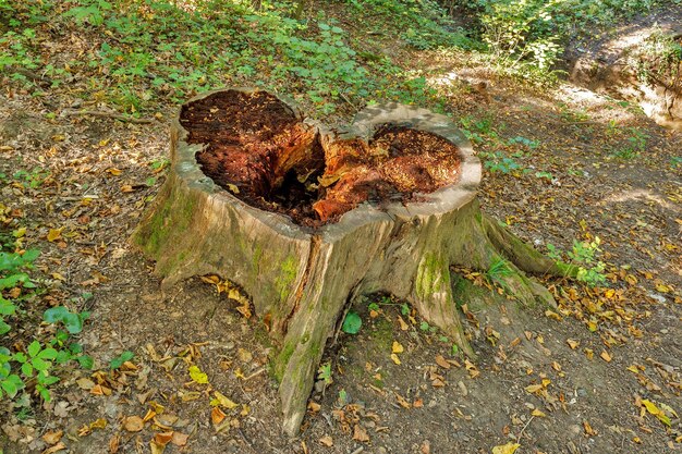 Grote boomstronk op open plek in een bos close-up.