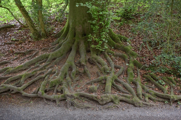 Grote boomwortel met een schimmel in een bos