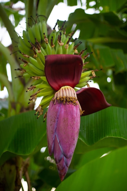 Grote bordeauxrode bananenbloem aan een boom in de tropen