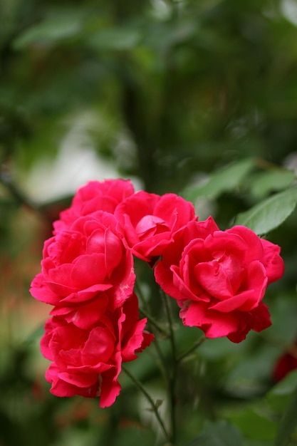 Grote bos rode rozen op een achtergrond van de natuur Het concept van liefde, passie en romantiek Close-up van bloeiende rozen buitenshuis